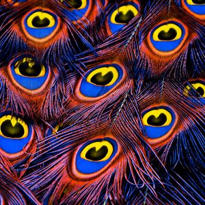 Preview wallpaper peacock feathers, feathers, texture