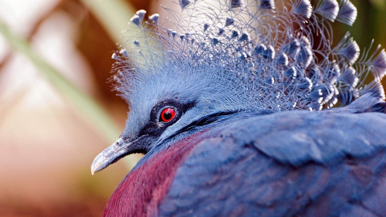 Wallpaper peacock, head, beautiful, bird