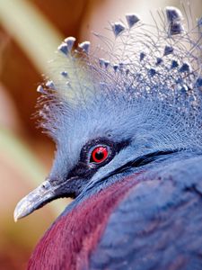 Preview wallpaper peacock, head, beautiful, bird