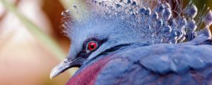 Preview wallpaper peacock, head, beautiful, bird