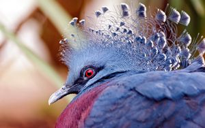 Preview wallpaper peacock, head, beautiful, bird