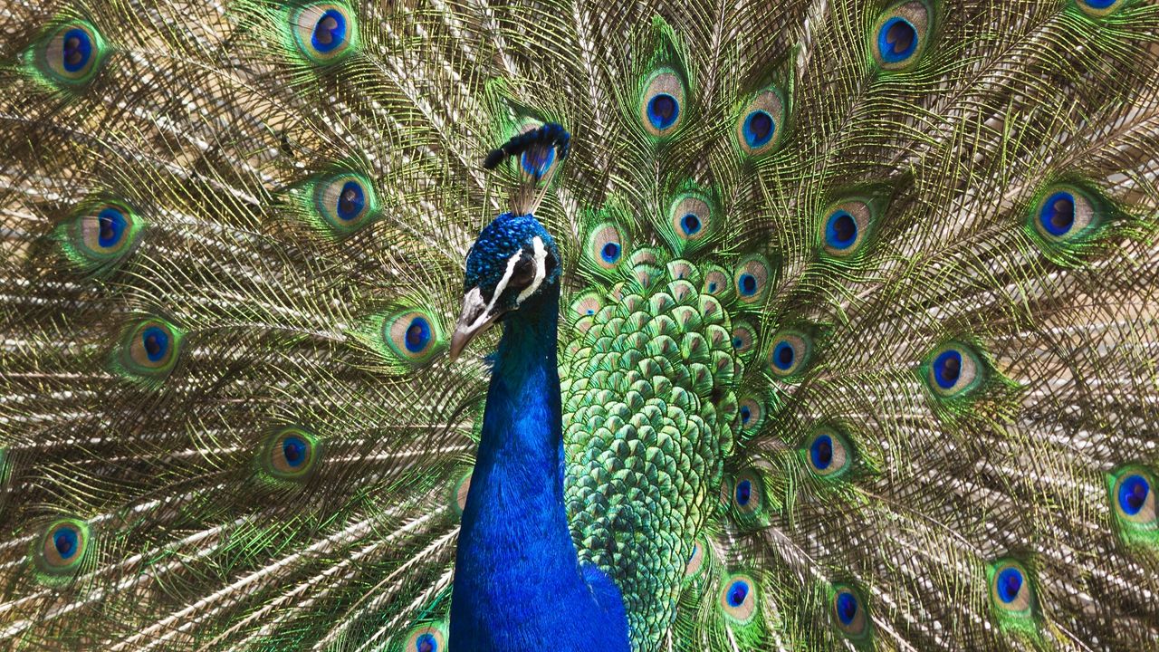 Wallpaper peacock, tail, patterns, bird