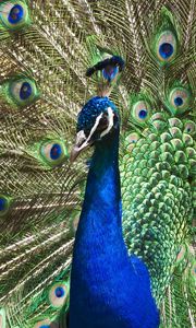 Preview wallpaper peacock, tail, patterns, bird