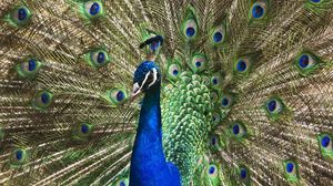 Preview wallpaper peacock, tail, patterns, bird