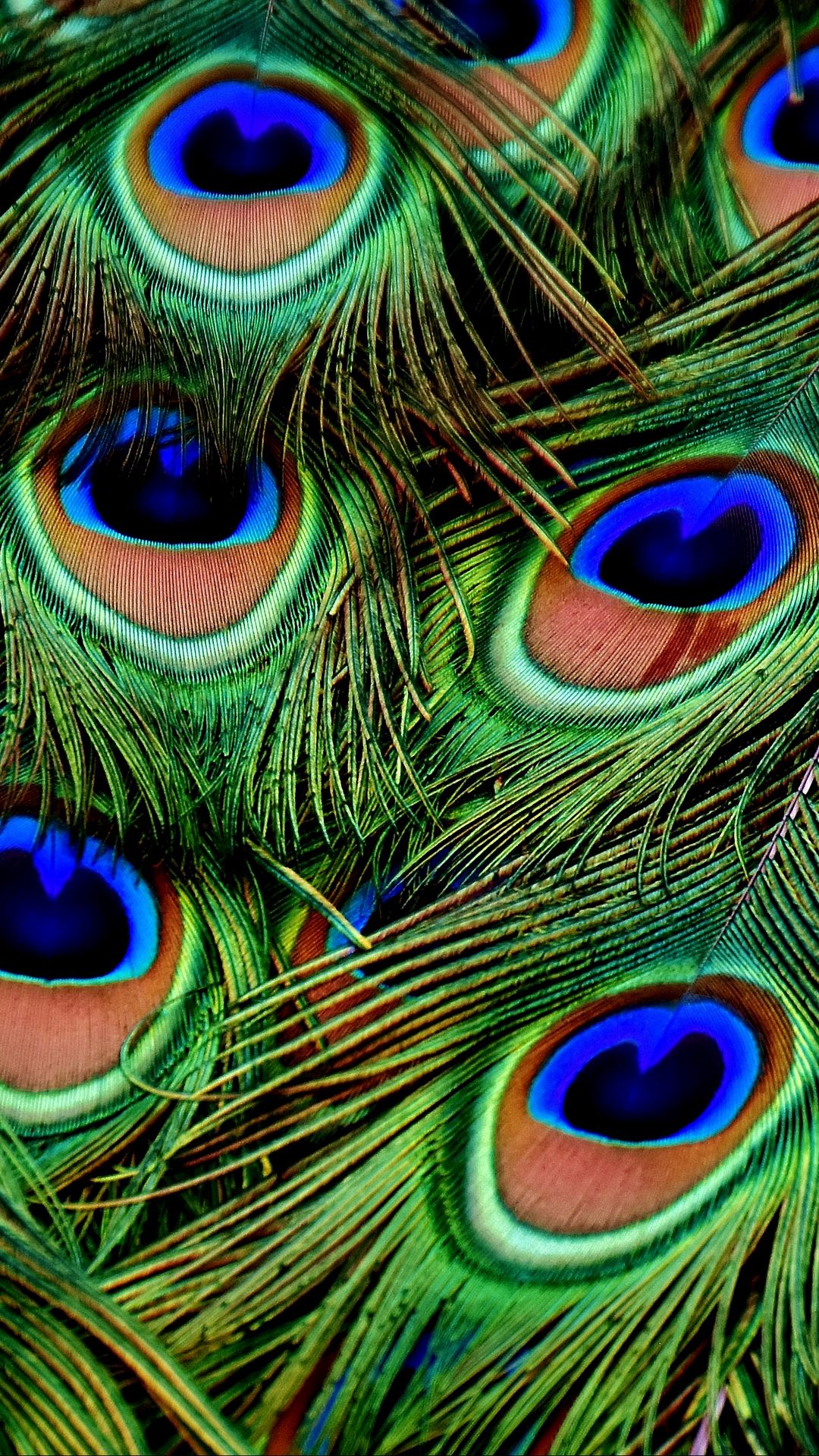 Download wallpaper 1080x1920 peacocks, feathers, patterns samsung galaxy  s4, s5, note, sony xperia z, z1, z2, z3, htc one, lenovo vibe hd background