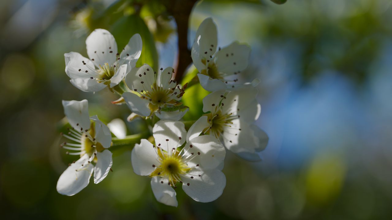 Wallpaper pear blossoms, flowers, petals, branches, glare