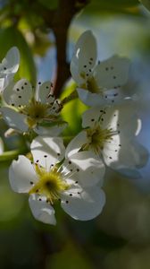 Preview wallpaper pear blossoms, flowers, petals, branches, glare