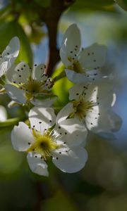 Preview wallpaper pear blossoms, flowers, petals, branches, glare
