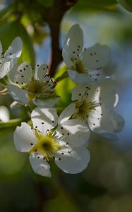 Preview wallpaper pear blossoms, flowers, petals, branches, glare