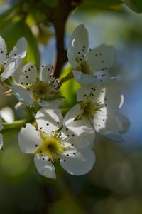 Preview wallpaper pear blossoms, flowers, petals, branches, glare