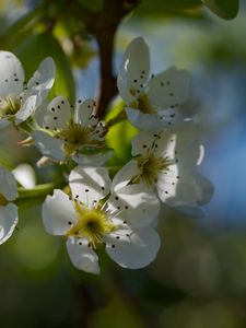 Preview wallpaper pear blossoms, flowers, petals, branches, glare