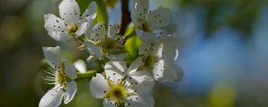 Preview wallpaper pear blossoms, flowers, petals, branches, glare