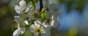 Preview wallpaper pear blossoms, flowers, petals, branches, glare