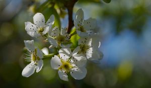 Preview wallpaper pear blossoms, flowers, petals, branches, glare