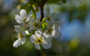 Preview wallpaper pear blossoms, flowers, petals, branches, glare