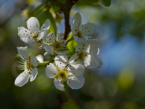 Preview wallpaper pear blossoms, flowers, petals, branches, glare