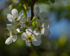 Preview wallpaper pear blossoms, flowers, petals, branches, glare