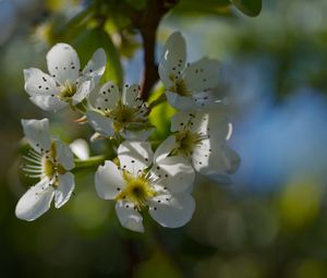 Preview wallpaper pear blossoms, flowers, petals, branches, glare