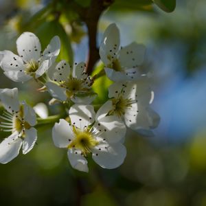 Preview wallpaper pear blossoms, flowers, petals, branches, glare