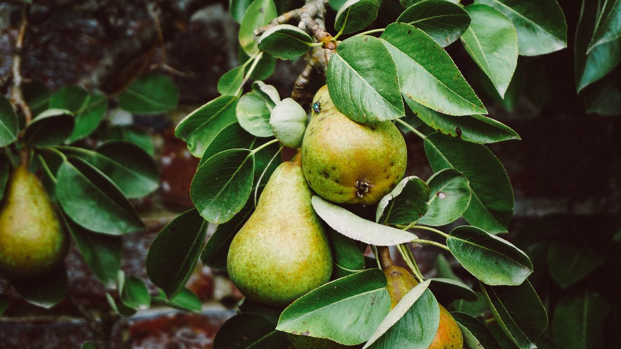 Wallpaper pear, branch, fruit