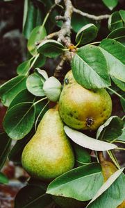 Preview wallpaper pear, branch, fruit