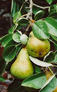 Preview wallpaper pear, branch, fruit