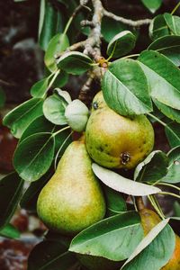 Preview wallpaper pear, branch, fruit