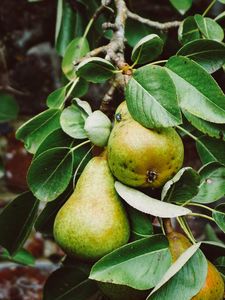 Preview wallpaper pear, branch, fruit