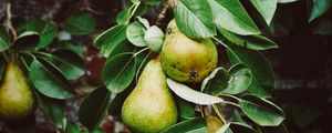 Preview wallpaper pear, branch, fruit