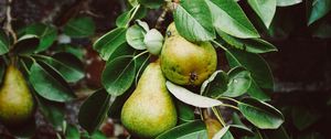 Preview wallpaper pear, branch, fruit