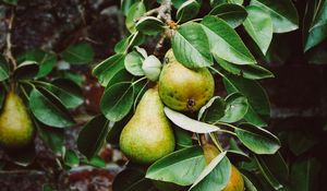 Preview wallpaper pear, branch, fruit