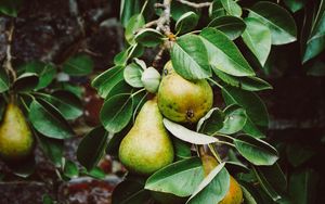 Preview wallpaper pear, branch, fruit