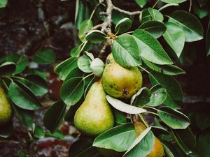 Preview wallpaper pear, branch, fruit