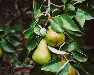 Preview wallpaper pear, branch, fruit