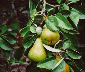 Preview wallpaper pear, branch, fruit