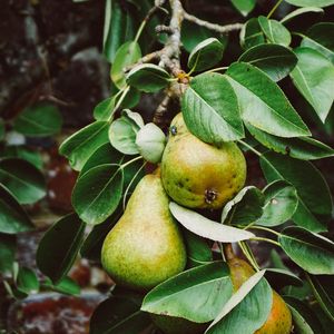 Preview wallpaper pear, branch, fruit