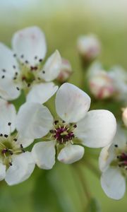 Preview wallpaper pear flower, flower, petals, white, spring