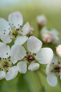 Preview wallpaper pear flower, flower, petals, white, spring