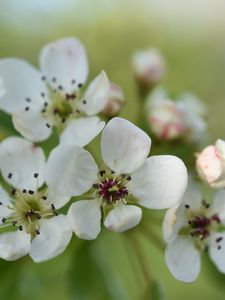 Preview wallpaper pear flower, flower, petals, white, spring