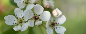 Preview wallpaper pear flower, flower, petals, white, spring
