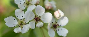 Preview wallpaper pear flower, flower, petals, white, spring