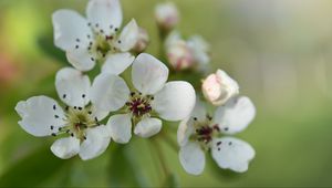 Preview wallpaper pear flower, flower, petals, white, spring