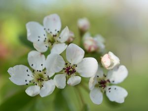 Preview wallpaper pear flower, flower, petals, white, spring