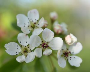 Preview wallpaper pear flower, flower, petals, white, spring