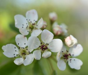 Preview wallpaper pear flower, flower, petals, white, spring