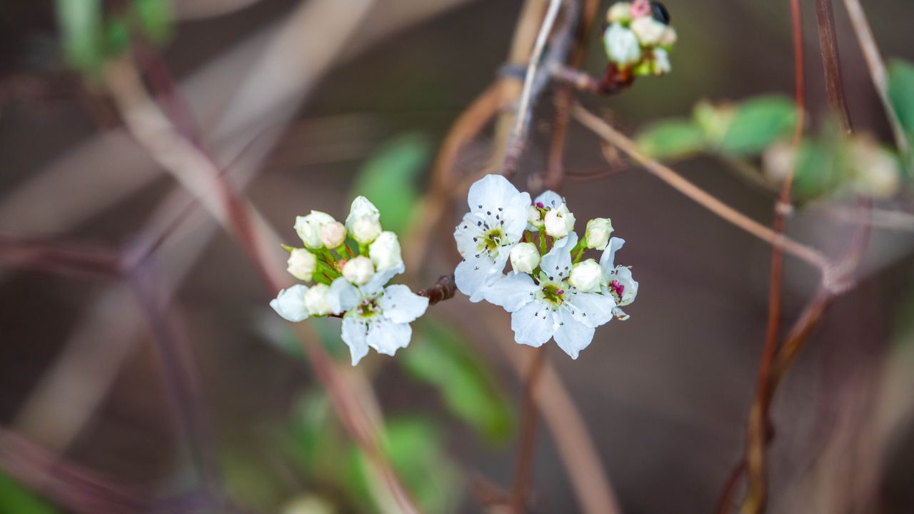 Wallpaper pear, flowers, branch