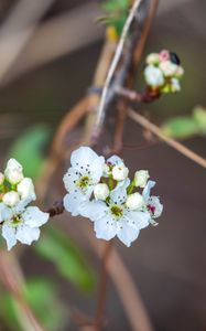 Preview wallpaper pear, flowers, branch