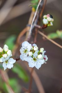 Preview wallpaper pear, flowers, branch