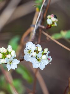 Preview wallpaper pear, flowers, branch