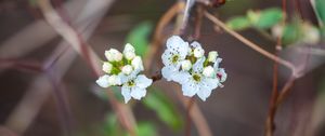 Preview wallpaper pear, flowers, branch